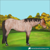 Horse Color:Bay Roan 