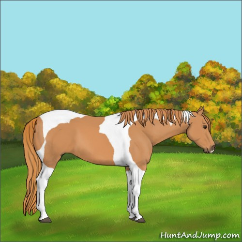 Horse Color:Chestnut Tobiano