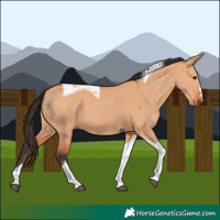 Horse Color:Bay Dun Tobiano 