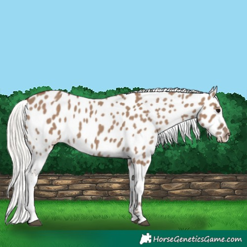 Horse Color:Silver Grullo Near Leopard 