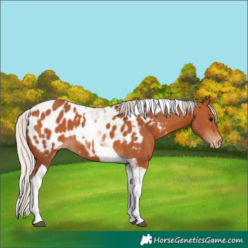 Horse Color:Silver Bay Tobiano Appaloosa 