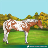 Horse Color:Silver Bay Tobiano Appaloosa