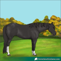 Horse Color:Smoky Black Tobiano 