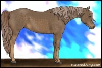 Horse Color:Chocolate Palomino 
