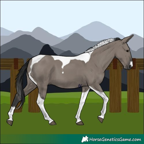 Horse Color:Grullo Tobiano 