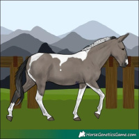 Horse Color:Grullo Tobiano 