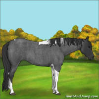 Horse Color:Blue Roan Tobiano 