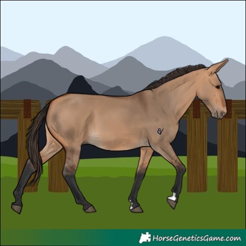 Horse Color:Bay Dun 