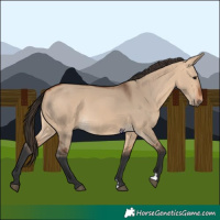 Horse Color:Bay Dun 