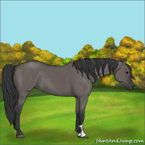Horse Color:Grullo 