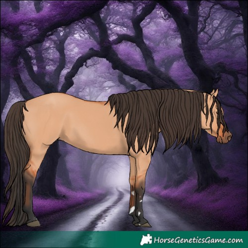 Horse Color:Bay Dun 