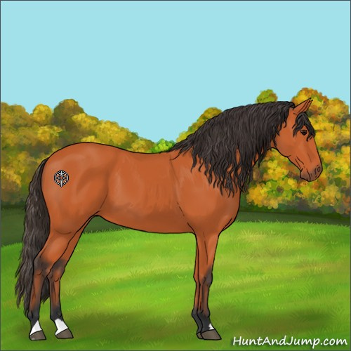Horse Color:Bay 