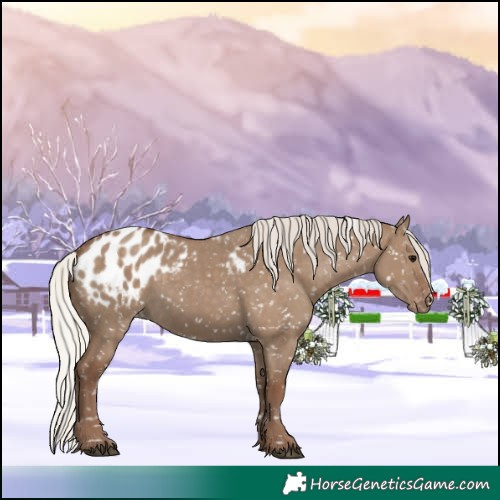 Horse Color:Silver Grullo Appaloosa 