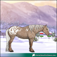 Horse Color:Silver Grullo Appaloosa 