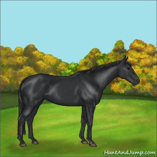 Horse Color:Black and Black