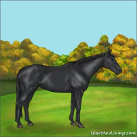 Horse Color:Black  and Black 