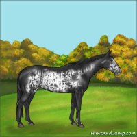 Horse Color:Black  and Black Frame 
