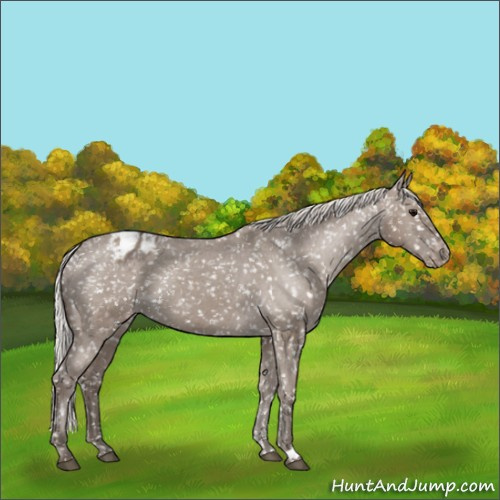 Horse Color:Silver Grullo Appaloosa 