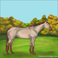 Horse Color:Red Dun 