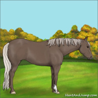 Horse Color:Silver Black