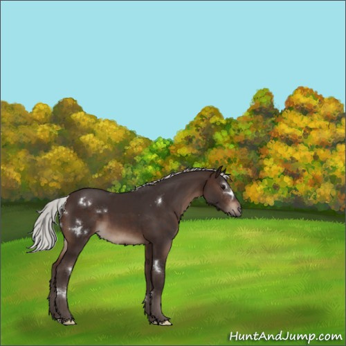 Horse Color:White Spotted Silver Brown Sabino 