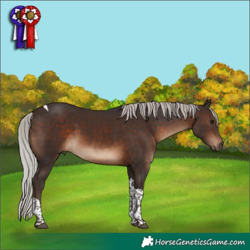Horse Color:Silver Brown Tobiano Rabicano 