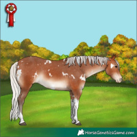 Horse Color:White Spotted Silver Bay Tobiano Varnish Rabicano 