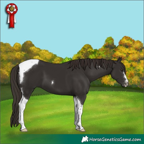 Horse Color:Liver Chestnut Tobiano