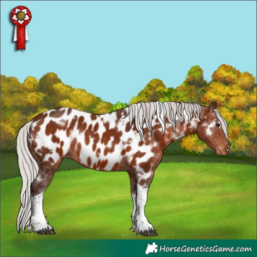 Horse Color:White Spotted Silver Bay Tobiano Near Leopard Rabicano 