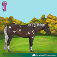 Horse Color:White Spotted Silver Brown Tobiano 