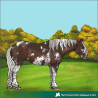 Horse Color:White Spotted Silver Brown Tobiano Frame Rabicano 