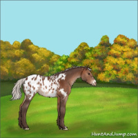 Horse Color:White Spotted Silver Brown Appaloosa Rabicano 