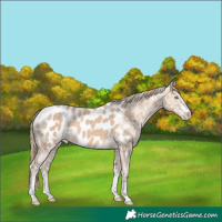 Horse Color:Perlino Appaloosa 