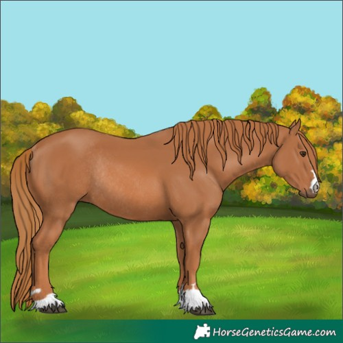 Horse Color:Chestnut Rabicano 