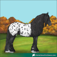 Horse Color:Black Appaloosa 