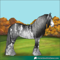 Horse Color:Gray Black Sabino