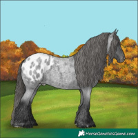 Horse Color:Blue Roan Appaloosa