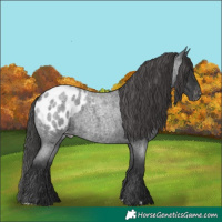 Horse Color:Blue Roan Appaloosa