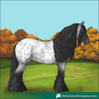 Horse Color:Blue Roan Appaloosa 