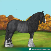 Horse Color:Black Rabicano 