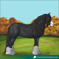 Horse Color:Black 
