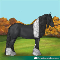 Horse Color:Black Tobiano 
