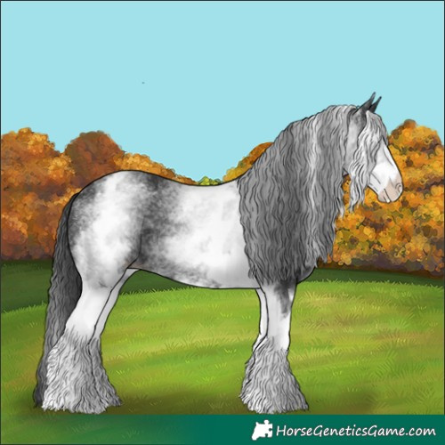 Horse Color:White Spotted Black Rabicano
