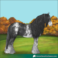 Horse Color:White Spotted Black 