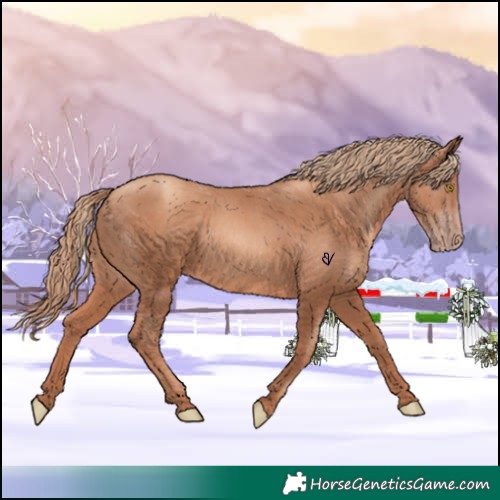 Horse Color:Gold Champagne 