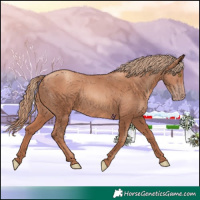 Horse Color:Gold Champagne 