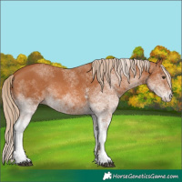 Horse Color:White Spotted Chestnut 