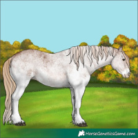 Horse Color:White Spotted Chestnut 