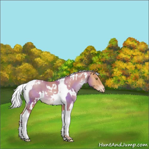 Horse Color:White Spotted Silver Bay Pearl Tobiano Appaloosa 