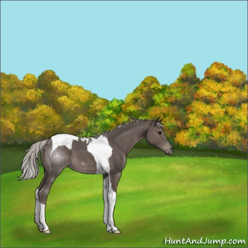 Horse Color:Silver Black Tobiano 